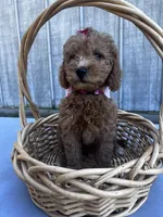 Holly, a female Miniature Goldendoodle for sale in Liberty, NC – 2 of 4