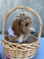 Hal, a male Miniature Goldendoodle for sale in Liberty, NC – 2 of 3