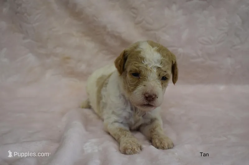 Party – Goldendoodle puppy for sale in Liberty, NC