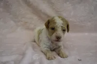 Party, a female Goldendoodle for sale in Liberty, NC – 1 of 1