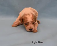 Perry, a male Goldendoodle for sale in Liberty, NC – 1 of 1