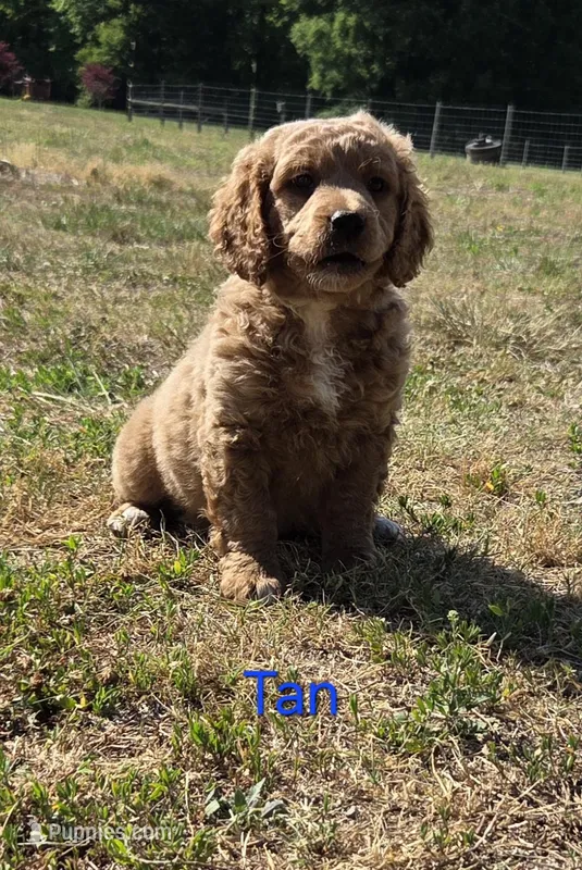 Otto – Goldendoodle puppy for sale in Liberty, NC