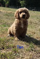 Otto, a male Goldendoodle for sale in Liberty, NC – 1 of 1