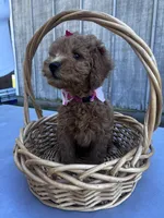 Holly, a female Miniature Goldendoodle for sale in Liberty, NC – 4 of 4