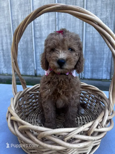 Holly – Miniature Goldendoodle puppy for sale in Liberty, NC
