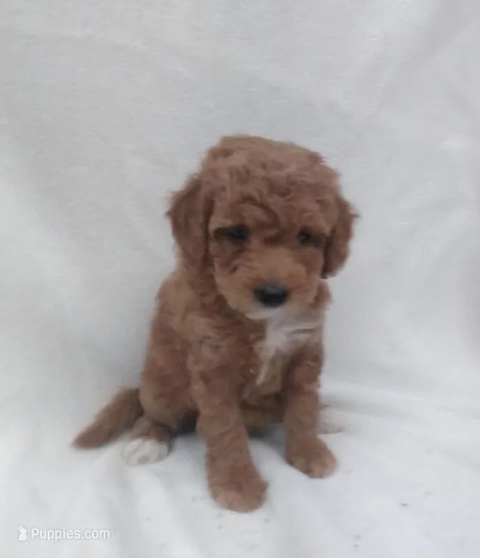 Holly – Miniature Goldendoodle puppy for sale in Liberty, NC