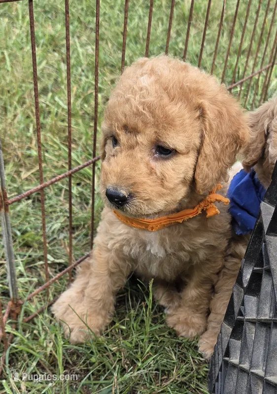 Hal – Miniature Goldendoodle puppy for sale in Liberty, NC