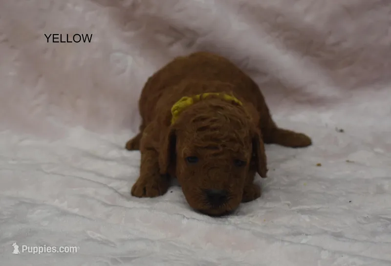 Holly – Miniature Goldendoodle puppy for sale in Liberty, NC