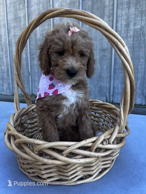 Holly – Miniature Goldendoodle puppy for sale in Liberty, NC