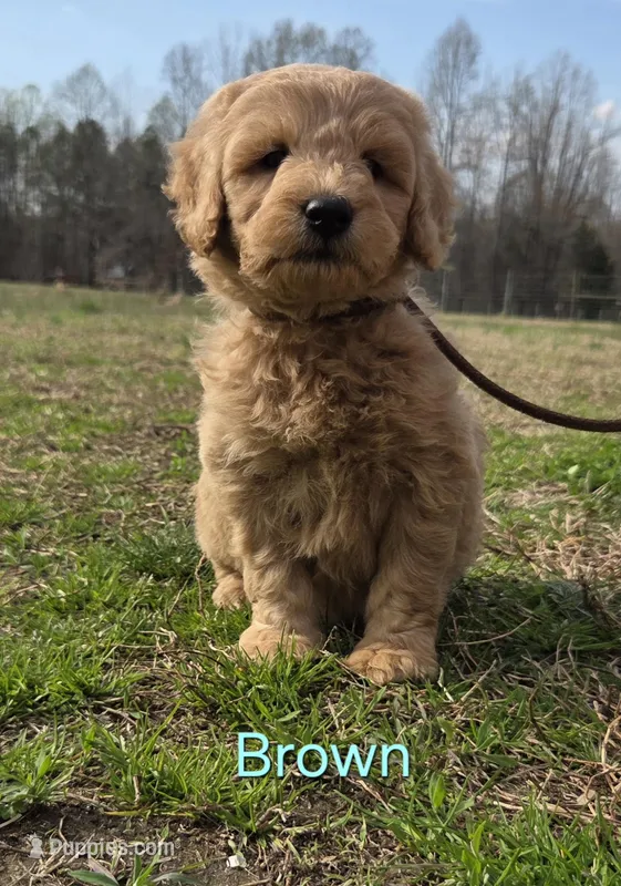 Bob – Goldendoodle puppy for sale in Liberty, NC