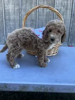 Hal, a male Miniature Goldendoodle for sale in Liberty, NC – 3 of 3