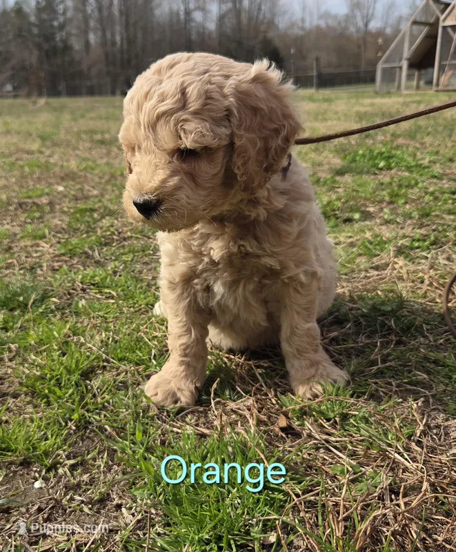 Orville – Goldendoodle puppy for sale in Liberty, NC