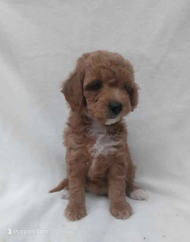 Holly – Miniature Goldendoodle puppy for sale in Liberty, NC