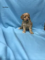 George, a male Goldendoodle for sale in Liberty, NC – 1 of 1