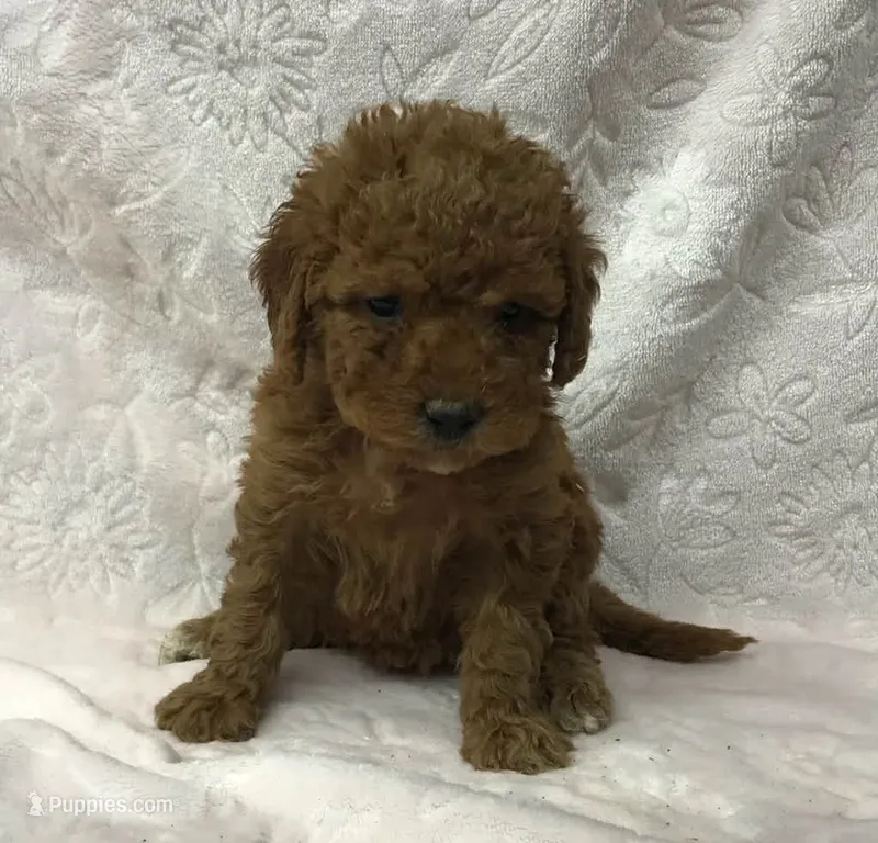 Georgie – Goldendoodle puppy for sale in Liberty, NC