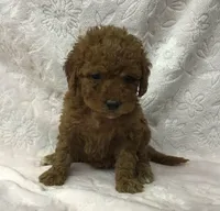 Georgie, a female Goldendoodle for sale in Liberty, NC – 1 of 1