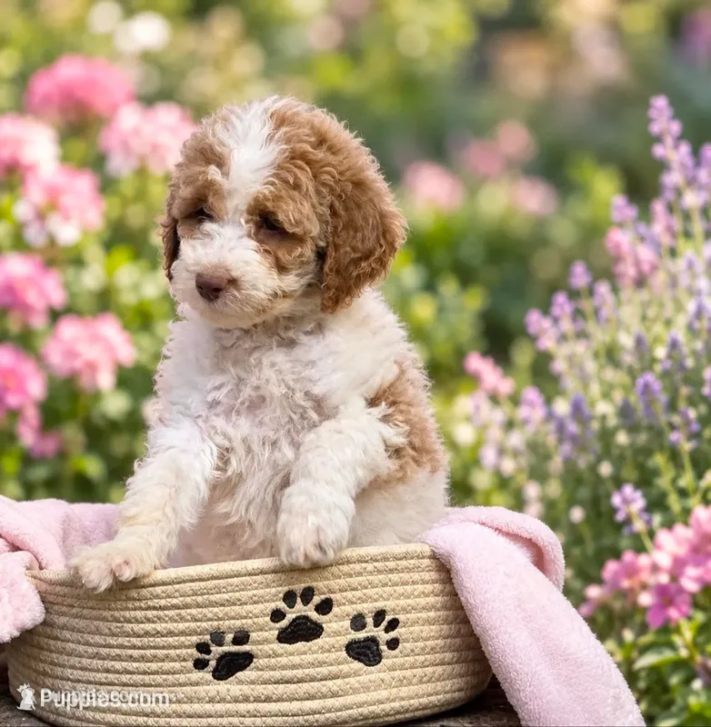 Party – Goldendoodle puppy for sale in Liberty, NC