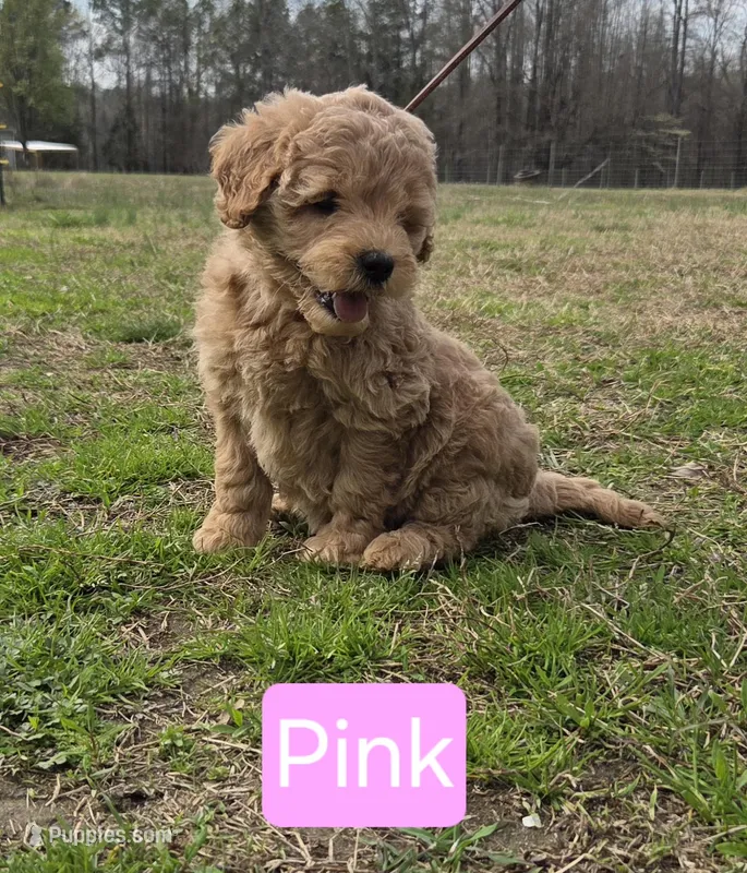 Pearl – Goldendoodle puppy for sale in Liberty, NC