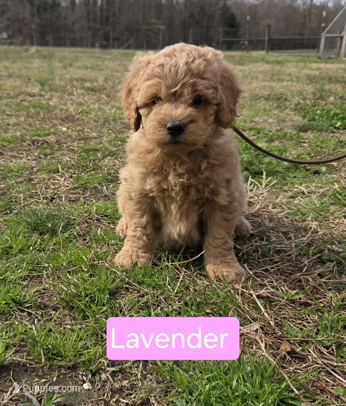 Lucy – Goldendoodle puppy for sale in Liberty, NC