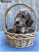 Hal, a male Miniature Goldendoodle for sale in Liberty, NC – 1 of 3