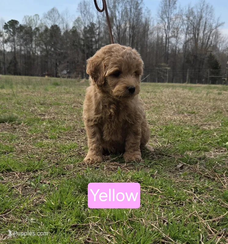 Ella – Goldendoodle puppy for sale in Liberty, NC