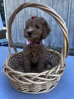 Holly, a female Miniature Goldendoodle for sale in Liberty, NC – 3 of 4