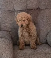 Chris, a male Goldendoodle for sale in Liberty, NC – Photo 3 of 4