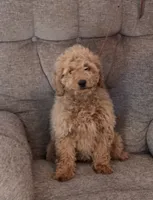 Chris, a male Goldendoodle for sale in Liberty, NC – Photo 2 of 4