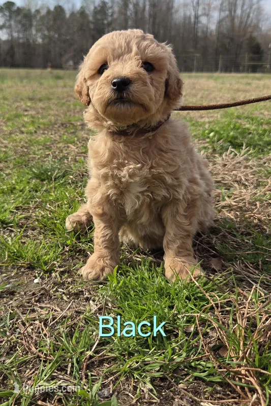 Kit – Goldendoodle puppy for sale in Liberty, NC