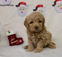 Chris, a male Goldendoodle for sale in Liberty, NC – Photo 4 of 4