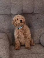 Chris, a male Goldendoodle for sale in Liberty, NC – Photo 1 of 4