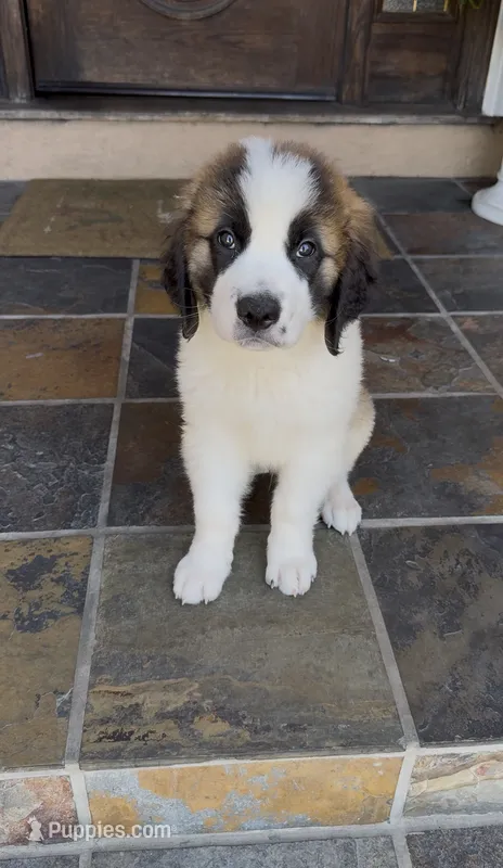 Alvin – Saint Bernard puppy for sale in Inglewood, CA