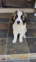 Alvin, a male Saint Bernard for sale in Inglewood, CA – 1 of 4