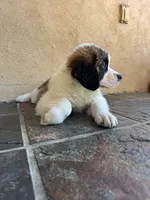Alvin, a male Saint Bernard for sale in Inglewood, CA – 2 of 4