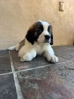 Alvin, a male Saint Bernard for sale in Inglewood, CA – 4 of 4