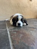 Alvin, a male Saint Bernard for sale in Inglewood, CA – 3 of 4