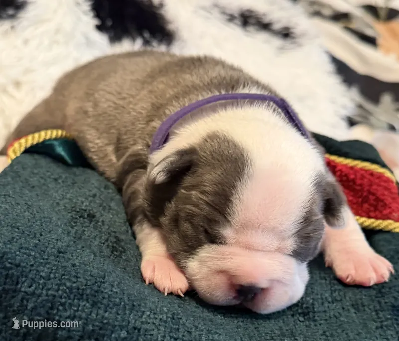 Purple pup – Boston Terrier puppy for sale in Bruceville, TX