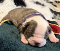 Purple pup, a female Boston Terrier for sale in Bruceville, TX – 1 of 6