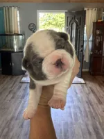 Pink pup, a female Boston Terrier for sale in Bruceville, TX – 3 of 5