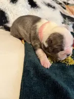 Pink pup, a female Boston Terrier for sale in Bruceville, TX – 4 of 5