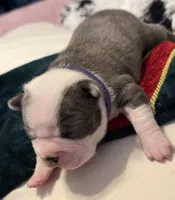 Purple pup, a female Boston Terrier for sale in Bruceville, TX – 3 of 6