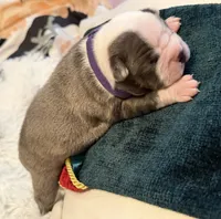 Purple pup, a female Boston Terrier for sale in Bruceville, TX – 4 of 6
