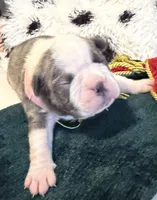 Pink pup, a female Boston Terrier for sale in Bruceville, TX – 2 of 5