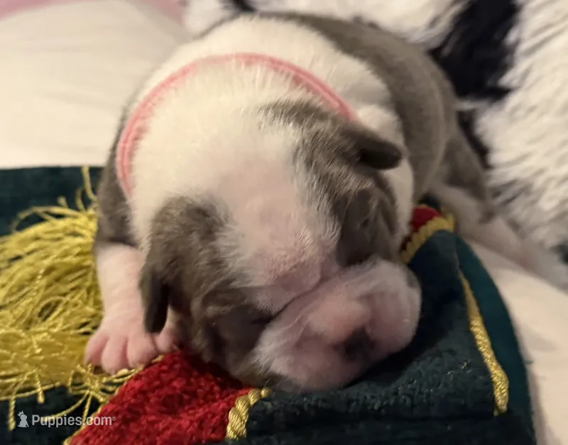Pink pup – Boston Terrier puppy for sale in Bruceville, TX