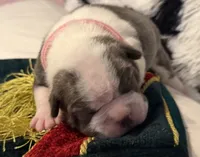 Pink pup, a female Boston Terrier for sale in Bruceville, TX – 1 of 5