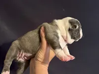 Purple pup, a female Boston Terrier for sale in Bruceville, TX – 5 of 6