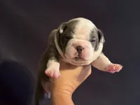 Purple pup, a female Boston Terrier for sale in Bruceville, TX – 2 of 6