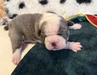 Pink pup, a female Boston Terrier for sale in Bruceville, TX – 5 of 5