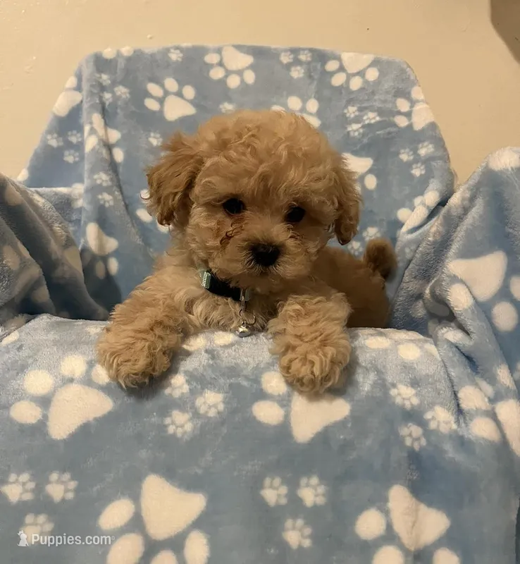 Dugo – Maltipoo puppy for sale in Beverly Hills, CA