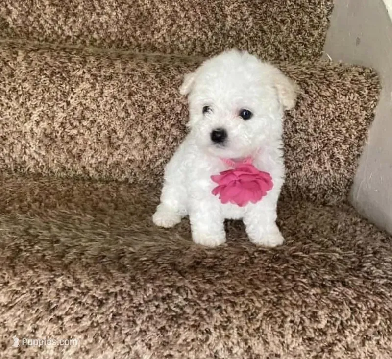 Lila – Maltipoo puppy for sale in Beverly Hills, CA
